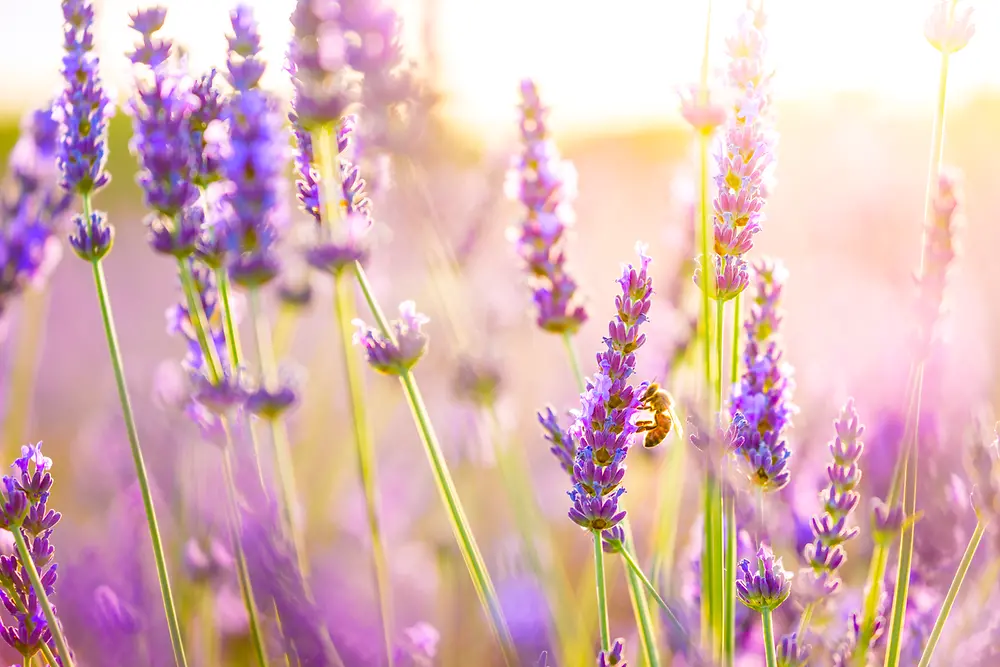 Ladang lavender